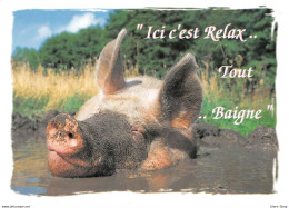 HUMOUR // COCHON -  "Ici C'est Relax .. Tout .. Baigne"  Cpm GF ( ͡♥ ͜ʖ ͡♥) ♥ - Pigs