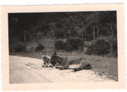 Photo Originale : Deux ânes Couchés Sur La Route : Animal : Snapshot - Other & Unclassified