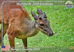 00937 Bergen County ZOO, US - Mexican Red Brocket (Mazama Temama) - Sonstige & Ohne Zuordnung