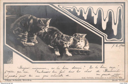 EDGAR SCHMIDT, Dresden, Serie 7033 - 3 Chats Cats Katzen -  Oranotypie AG STEGLITZ 1900 ( ͡♥ ͜ʖ ͡♥) ♥ - Otros & Sin Clasificación