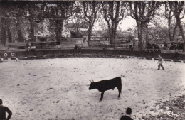 ST-GENIES DE MALGOIRES  - Les Arènes - Andere & Zonder Classificatie