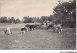 CAR-AAWP5-40-0333 - LANDES - Bétail Au Pâturage - Autres & Non Classés