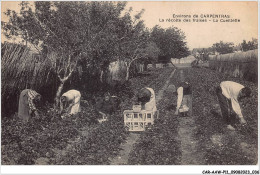 CAR-AAWP11-84-0856 - Environs De CARPENTRAS - La Recolte Des Fraises - La Cueilette - Carpentras