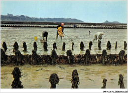 CAR-AAX-P6-35-0391 - CANCALE - Culture De L'huitre Et Ramassage Sur Un Parc De Pleine Mer - Cancale