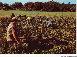 CAR-AAX-P12-79-0935 - AGRICULTURE - VENDANGES - Le Portage Du Raisin - Otros & Sin Clasificación