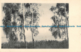 R052328 Old Postcard. Birches And Lake - Welt