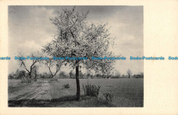 R052341 Old Postcard. Trees And Path In The Fields - Welt