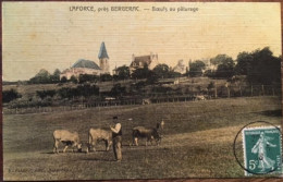 Cpa 24 Dordogne, Colorisée Toilée LA FORCE, Près Bergerac, Bœufs Au Pâturage, éd Flouret, écrite En 1908 - Autres & Non Classés