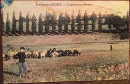 Cpa 24 Dordogne Colorisée Toilée, Environs De LA FORCE (LAFORCE) Troupeau Au Pâturage Moutons, ,éd Flouret, écrite 1910 - Sonstige & Ohne Zuordnung