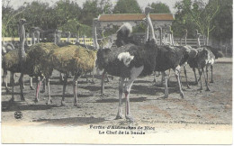 06 NICE - FERME D'AUTRUCHES De NICE - LE CHEF DE LA BANDE - Colorisée - Circulé 1908 - - Otros & Sin Clasificación