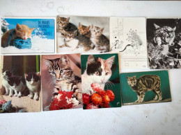 Dèstockage - Cats Lot Of 8 Postcards.#43. - Cats