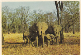 ANIMAUX & FAUNE.  CPSM. ELEPHANTS."HERD OF ELEPHANTS AND THEIR CALVES "  AFRIQUE DU SUD. NATURAL GAME RESERVES - Olifanten