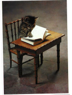 Chat Lecteur.  Postcard - Cats