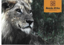 AKWABA AFRIKA  (LION)   Postcard.   New-unused - Leeuwen