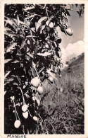 Cameroun DOUALA  Manguier En Fruits (scan Recto Verso)NONO0009 - Cameroun