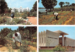 Niger Palais Presidence Agriculture Traditionnelle Au Niger Chambre Des Commerce De Niamey(scan Recto Verso)NONO0008 - Niger