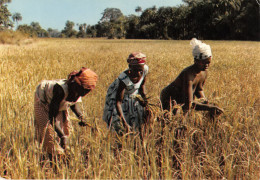  Senegal Casamance Culture Du Riz  (scan Recto Verso)NONO0006 - Senegal