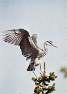 Heron Cendre   (scan Recto Verso ) Nono0035 - Oiseaux