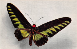 Papillon Ornithoptera Brookeana  (scan Recto Verso ) Nono0031 - Other & Unclassified