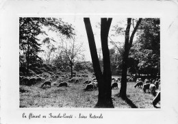 25 Doubs Scène Pastorale En Franche Comté Moutons  48 (scan Recto Verso)nono0111 - Andere & Zonder Classificatie
