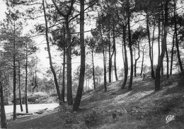 LA BAULE LES PINS ESCOUBLAC  Le Bois D'amour 12 (scan Recto Verso)nono0127 - La Baule-Escoublac