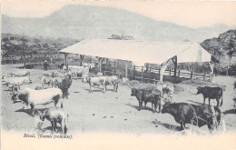 GUINEE Francaise EXPLOITATION AGRICOLE Le BETAIL (scan Recto-verso) OO 0950 - Französisch-Guinea