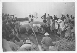 MALI Soudan Francais Bamako Depecage De La Bete Sur Les Berges Du Fleuve à BAFOULABE (scan Recto-verso) OO 0943 - Malí