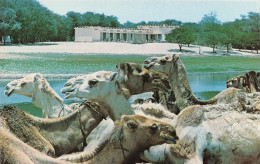 MALI  Soudan Francais TOMBOUCTOU UNE VUE DE L'HOTEL DE TOMBOUCTOU Carte Vierge (scan Recto-verso) OO 0937 - Mali