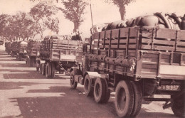 Train Des Equipages Militaires Transport De Chevaux (scan Recto-verso) OO 0989 - Material