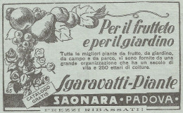 W1214 Piante Sgaravatti - Saonara - Pubblicità 1932 - Vintage Advert - Werbung