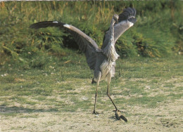 Tiere: Graureiher, Fuß Auf Beute-Aal Gl1994 #G5078 - Sonstige & Ohne Zuordnung