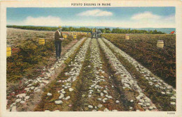 Etats Unis - Agriculture - Potato Digging In Maine - Animée - Colorisée - CPA - Voir Scans Recto-Verso - Andere & Zonder Classificatie