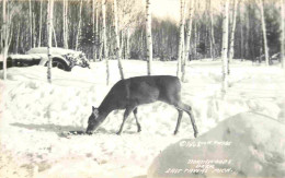 Animaux - Cervidés - Etats Unis - United States - USA - Michigan - East Tawas - NorthWoods Deer - CPSM Format CPA - Voir - Sonstige & Ohne Zuordnung