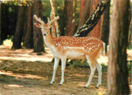 Animaux - Cervidés - Le Breil Sur Merize - Domaine De Pescheray - E H P T - Centre Rural D'Entraide Professionnelle - Pa - Autres & Non Classés