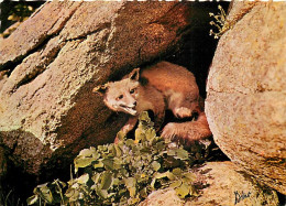 Animaux - Renards - Pyrénées - Fox - Carte Dentelée - CPSM Grand Format - Voir Scans Recto-Verso - Autres & Non Classés