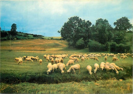 Animaux - Moutons - Aveyron - Les Moutons - CPM - Voir Scans Recto-Verso - Andere & Zonder Classificatie