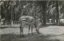 Animaux - Zèbres - Région De Brazzaville - Mention Photographie Véritable - Carte Dentelée - CPSM Format CPA - Voir Scan - Zebra's