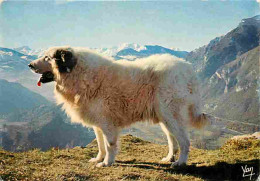 Animaux - Chiens - Chien Des Pyrénées - Montagnes - Flamme Postale - CPM - Voir Scans Recto-Verso - Dogs