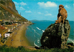 Animaux - Singes - Gibraltar - Catalan Bay - Macaque - Carte Neuve - CPM - Voir Scans Recto-Verso - Affen