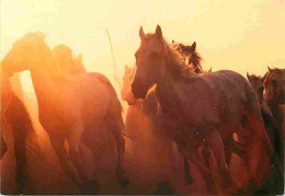 Animaux - Chevaux - Camargue - Chevaux Camarguais - Coucher De Soleil - Voir Scans Recto Verso  - Horses