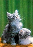 Animaux - Chats - Carte Neuve - CPM - Voir Scans Recto-Verso - Chats