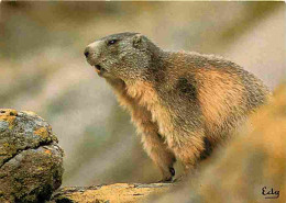 Animaux - Marmottes - CPM - Voir Scans Recto-Verso - Sonstige & Ohne Zuordnung