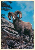 Animaux - Chèvres - Canada - Rocky Mountain Sheep - CPM - Voir Scans Recto-Verso - Sonstige & Ohne Zuordnung