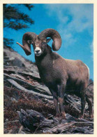 Animaux - Chèvres - Canada - Rocky Mountain Sheep - CPM - Voir Scans Recto-Verso - Andere & Zonder Classificatie