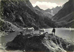 Animaux - Chèvres - Lac De Gaube - Au Fond Le Vignemale - Mention Photographie Véritable - Carte Dentelée - CPSM Grand F - Sonstige & Ohne Zuordnung