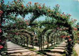94 - L'Hay Les Roses - La Roseraie - Fleurs - Roses - Carte Dentelée - CPSM Grand Format - Voir Scans Recto-Verso - L'Hay Les Roses
