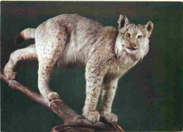 Animaux - Fauves - Lynx - Museo Civico Di Storia Naturale Milano - Lince - CPM - Voir Scans Recto-Verso - Sonstige & Ohne Zuordnung