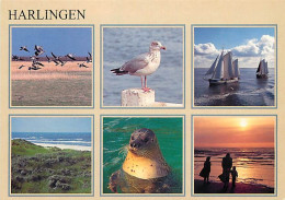 Pays-Bas - Nederland - Harlingen - Multivues - CPM - Voir Scans Recto-Verso - Harlingen