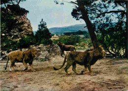 Animaux - Fauves - Lion - Réserve Africaine De Sigean - Zoo - CPM - Voir Scans Recto-Verso - Leeuwen