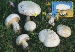 LIBYA 1985 Mushrooms "Leucopaxillus Lepistoides" (maximum-card) #1 - Funghi